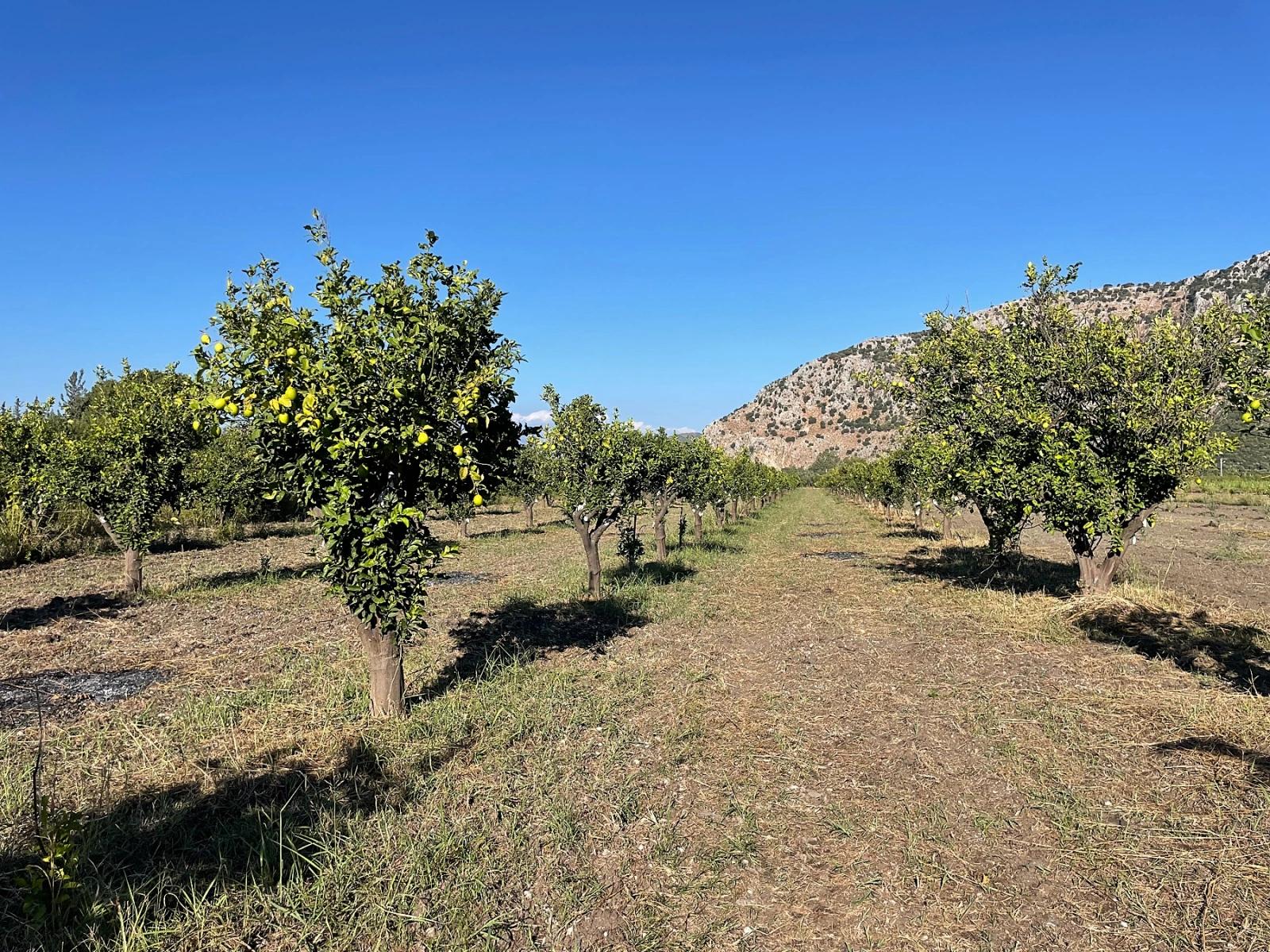 Dalyan'da Merkeze Yakın 6600M2 Satılık Tarla