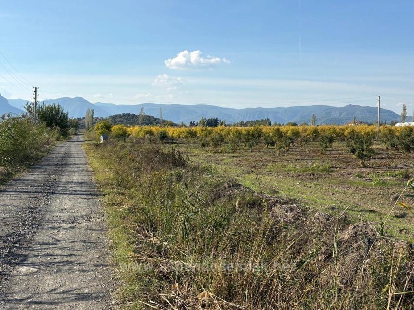 Eskiköy'de 21500M2 Satılık Nar Bahçesi