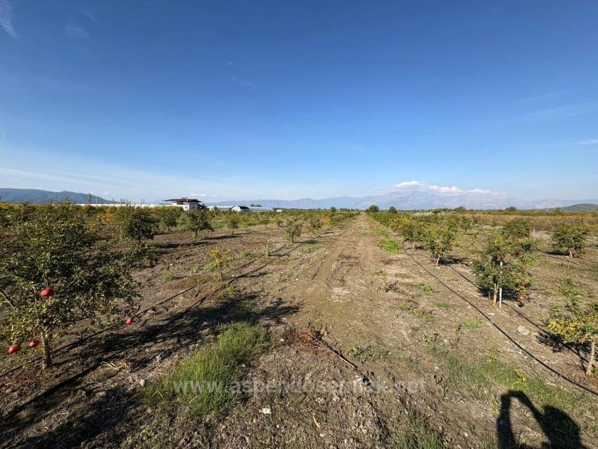 Eskiköy'de 21500M2 Satılık Nar Bahçesi