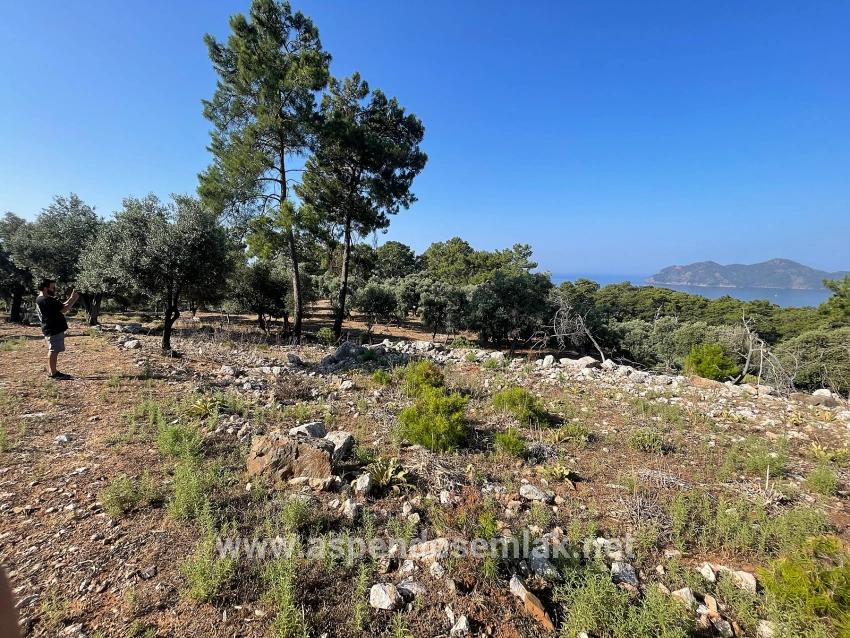 Köyceğiz Çandır Mah. Satılık Tarla - Konut İmar Durumlu - 10.481 m²
