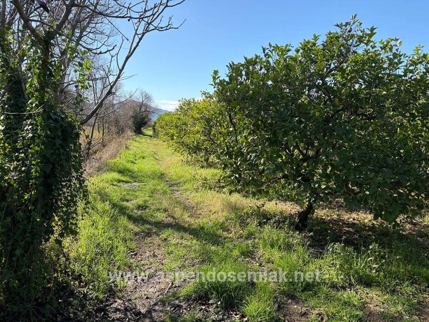 Ortaca Dalyan Mah. Satılık Tarla - Tarla İmar Durumlu - 16.500 m²