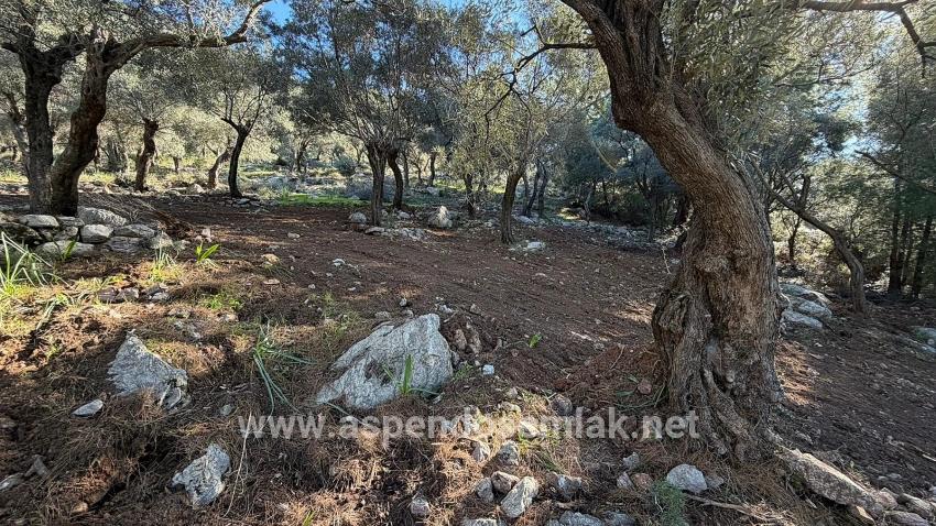 Köyceğiz Çandır Mah. Satılık Tarla - Konut İmar Durumlu - 5.715 m²