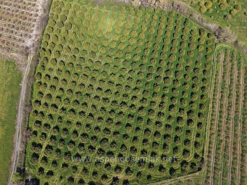 Dalyan Merkeze Yakın 17.550M2 Satılık Bağ-Bahçe