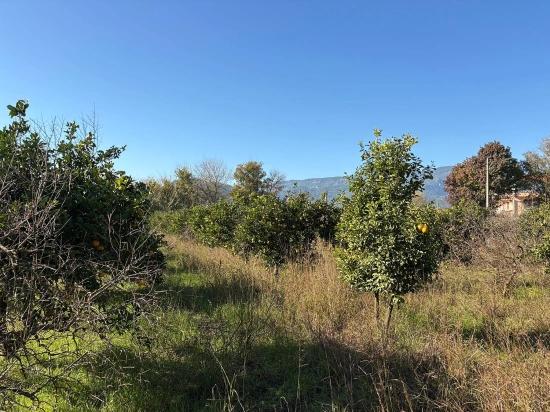 Dalyan'da 4.541M2 Satılık Bahçe