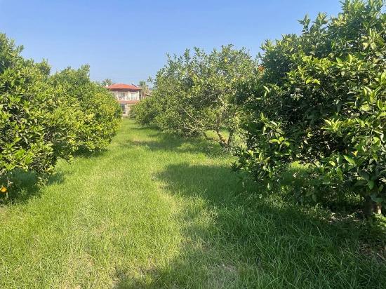 Dalyan Gülpınar'da 722m2 Satılık Arsa