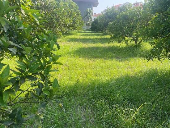 Dalyan Gülpınar'da 722m2 Satılık Arsa