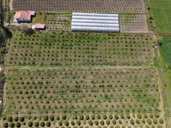 Eskiköy'de 16000M2 Satılık Nar Bahçesi