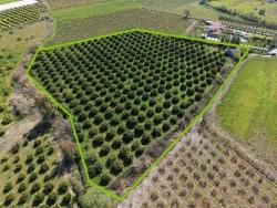 Dalyan Merkeze Yakın 17.550M2 Satılık Bağ-Bahçe