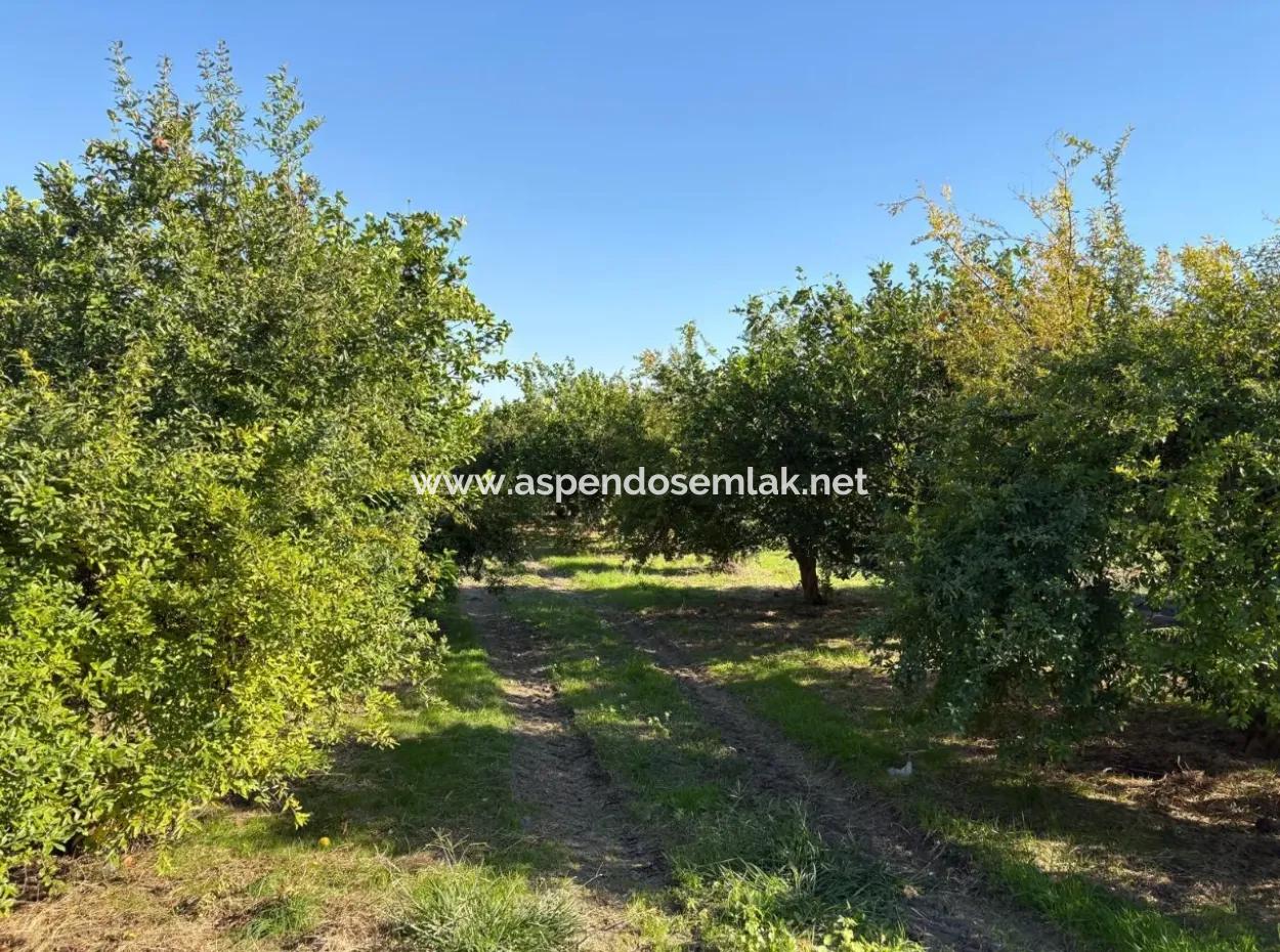 Eskiköy'de 6150M2 Satılık Limon Ve Nar Bahçesi