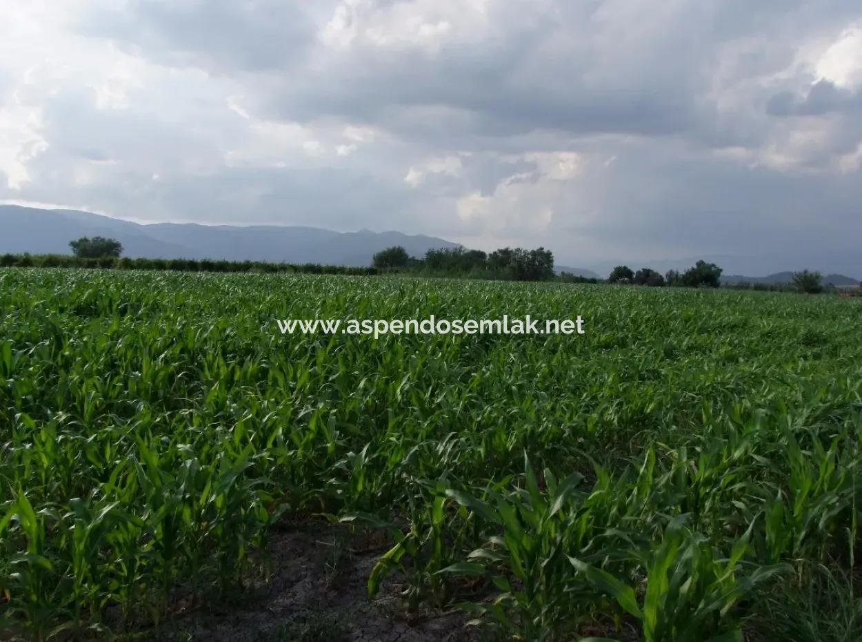 Dalyan Satılık Tarla Dalyan Merkeze Yakın 14,612M2 Satılık Tarla