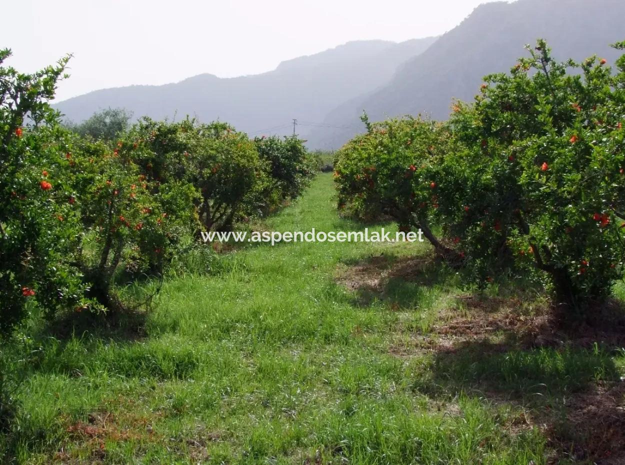 Dalyan İztuzu Satılık Bahçe Dalyan Göle Sıfır Satılık Arsa