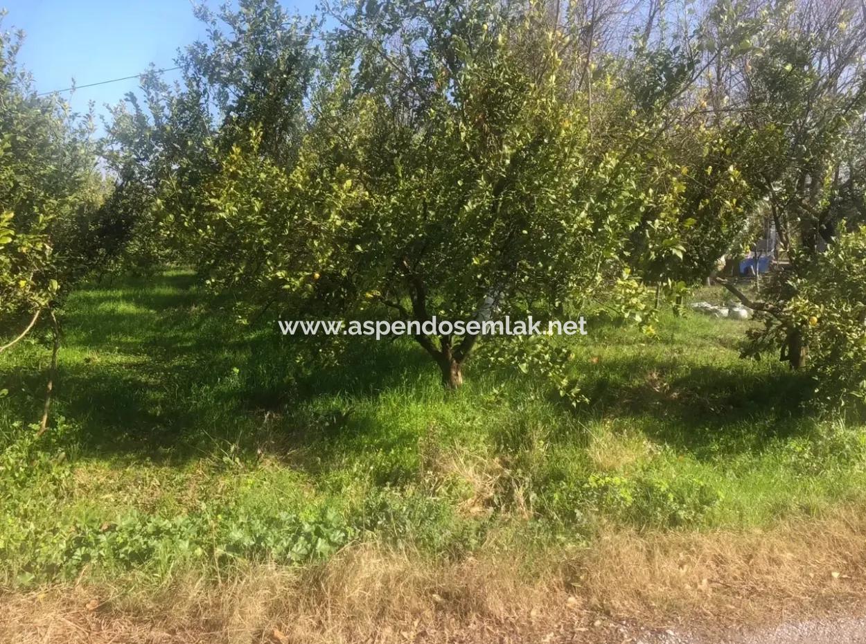 Akıncıda Satılık Arsa 803M2  İmarlı  Satılık Arsa