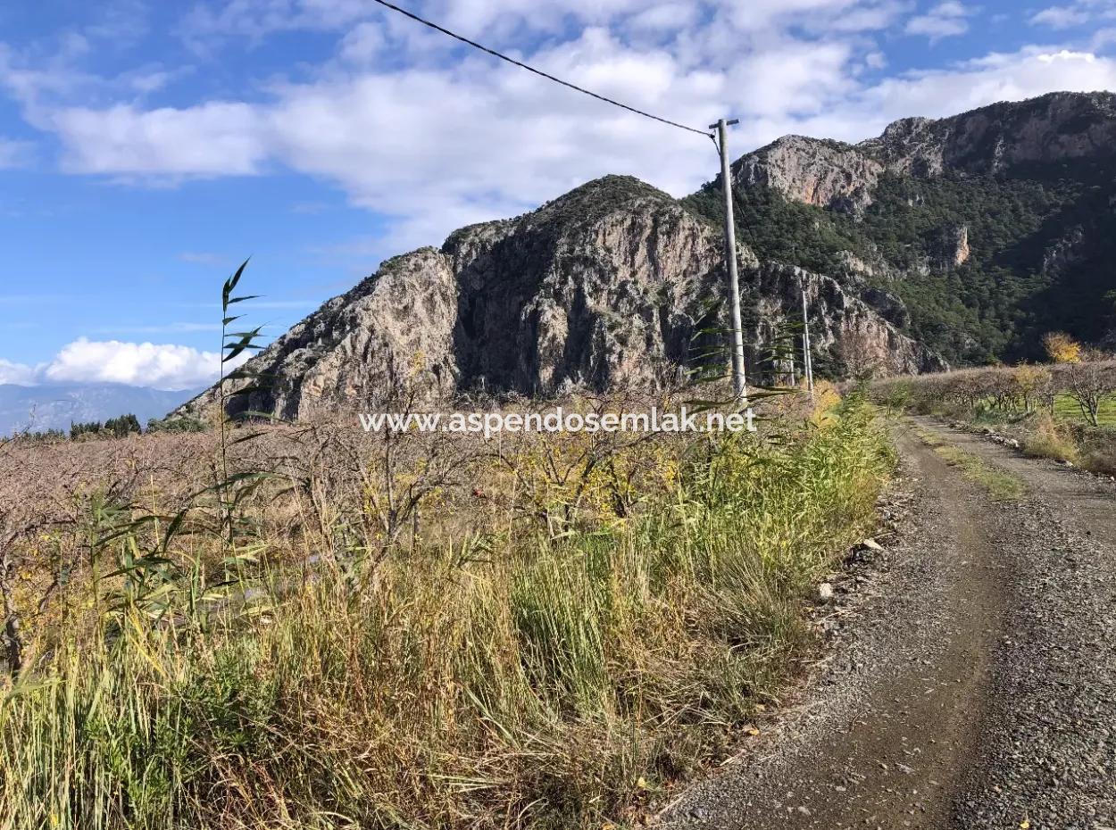 Dalyan Satılık Arazi İztuzu Yollu Üzerinde 24,000M2 Satılık Nar Bahçesi