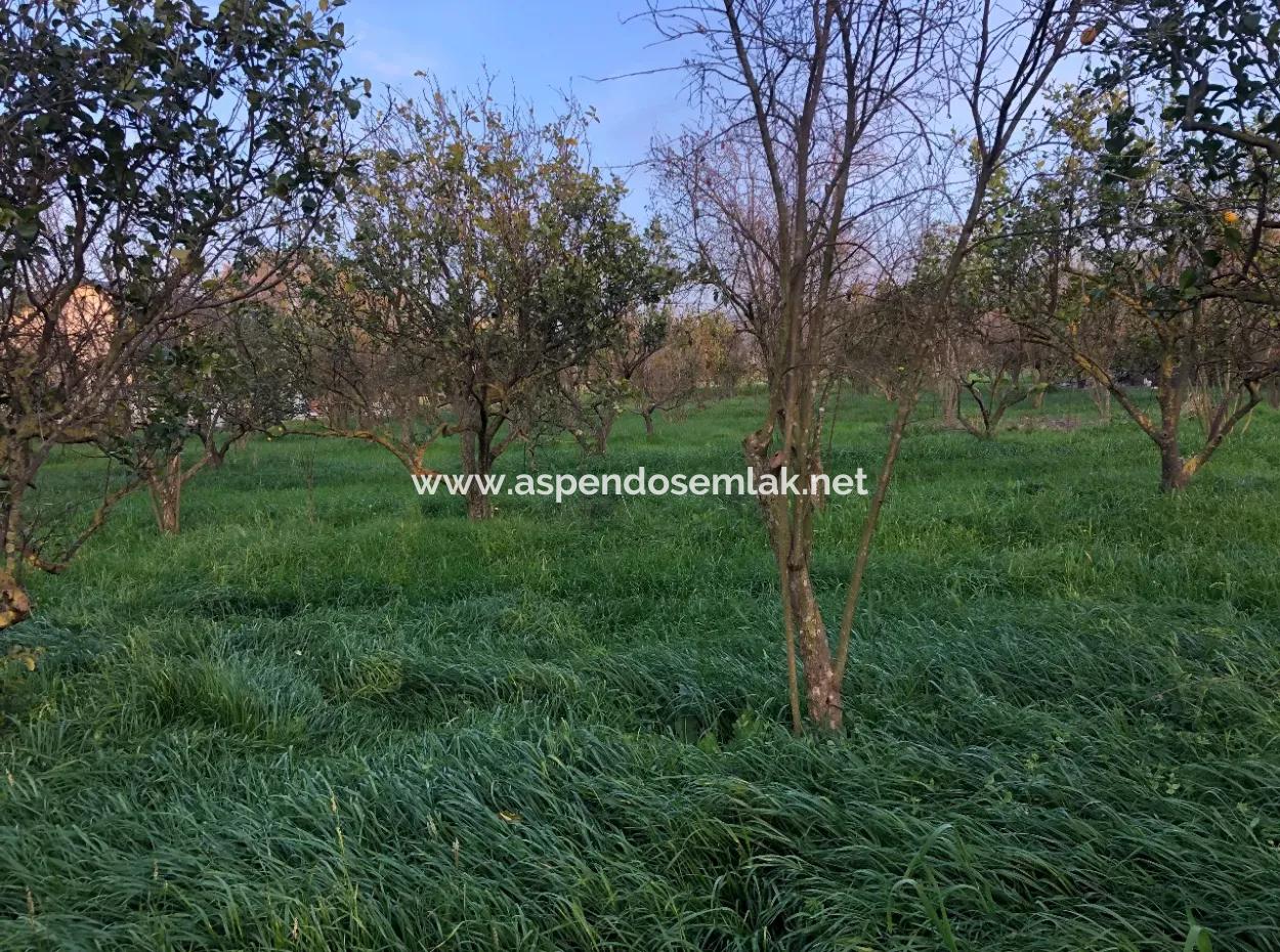 Okçular Satılık Arsa 4707M2 Satılık Arsa