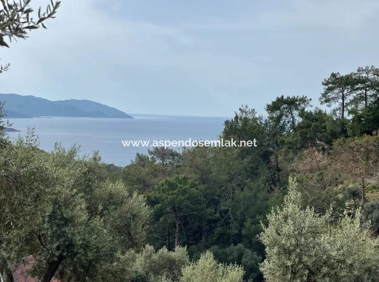 Ekincikde Deniz Manzaralı Zeytin Evi Satılıktır