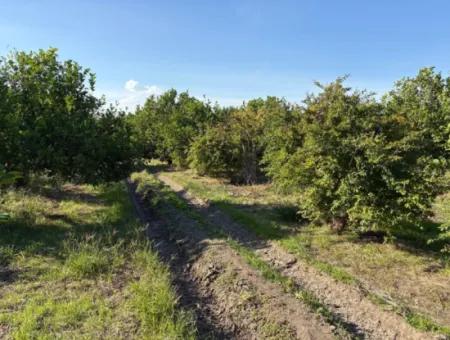 Eskiköy'de 6150M2 Satılık Limon Ve Nar Bahçesi