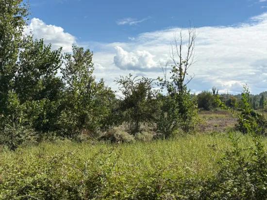 Köyceğiz Zeytinalanı'nda 10.500 M2 Satılık Tarla
