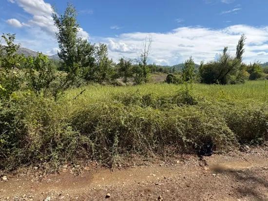 Köyceğiz Zeytinalanı'nda 10.500 M2 Satılık Tarla